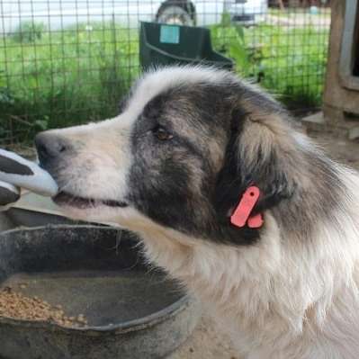 Tierschutzhunde suchen ein Zuhause-Beitrag-Bild