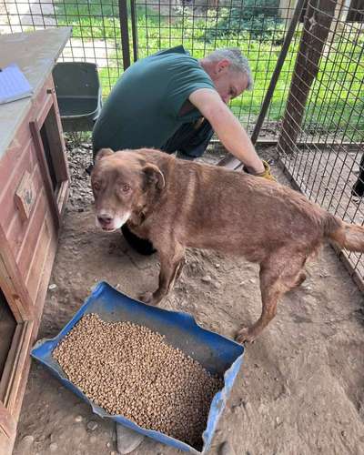 Tierschutzhunde suchen ein Zuhause-Beitrag-Bild