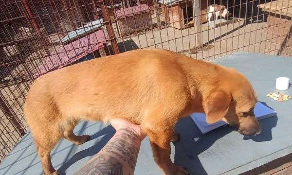 Tierschutzhunde suchen ein Zuhause-Beitrag-Bild