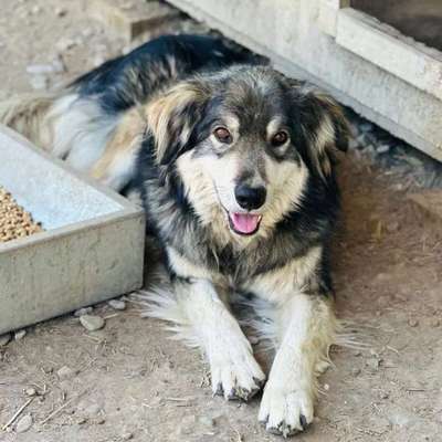 Tierschutzhunde suchen ein Zuhause-Beitrag-Bild