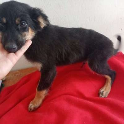 Tierschutzhunde suchen ein Zuhause-Beitrag-Bild