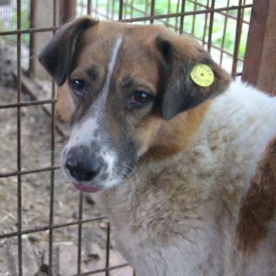 Tierschutzhunde suchen ein Zuhause-Beitrag-Bild