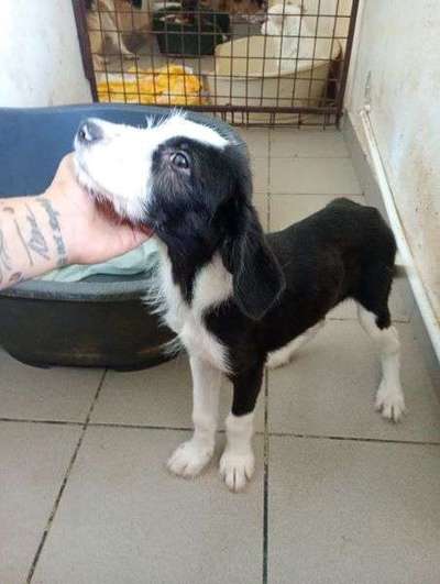 Tierschutzhunde suchen ein Zuhause-Beitrag-Bild