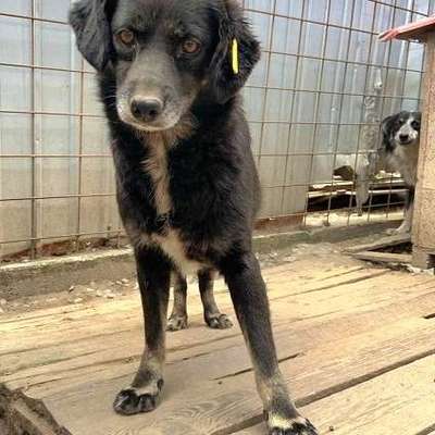 Tierschutzhunde suchen ein Zuhause-Beitrag-Bild