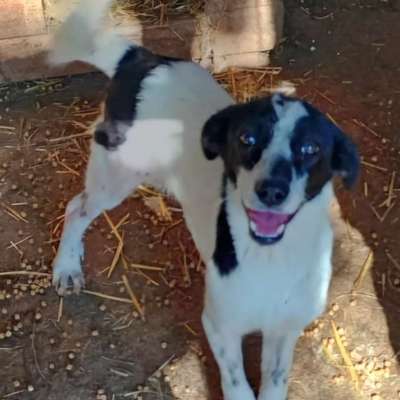 Tierschutzhunde suchen ein Zuhause-Beitrag-Bild