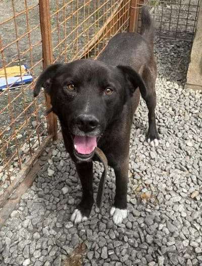 Tierschutzhunde suchen ein Zuhause-Beitrag-Bild