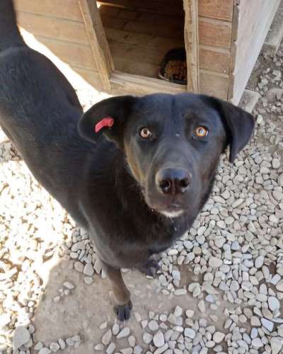 Tierschutzhunde suchen ein Zuhause-Beitrag-Bild