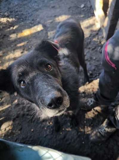 Tierschutzhunde suchen ein Zuhause-Beitrag-Bild