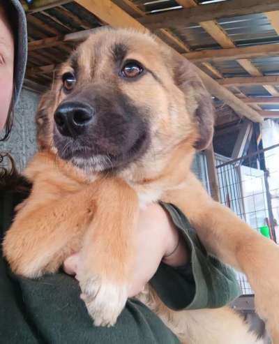 Tierschutzhunde suchen ein Zuhause-Beitrag-Bild