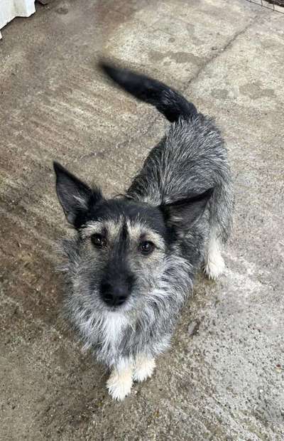 Tierschutzhunde suchen ein Zuhause-Beitrag-Bild