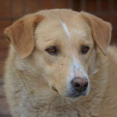 Tierschutzhunde suchen ein Zuhause-Beitrag-Bild