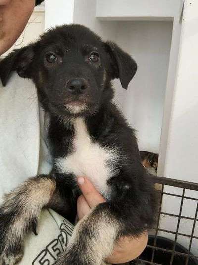 Tierschutzhunde suchen ein Zuhause-Beitrag-Bild