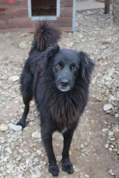 Tierschutzhunde suchen ein Zuhause-Beitrag-Bild