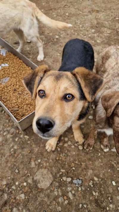 Tierschutzhunde suchen ein Zuhause-Beitrag-Bild