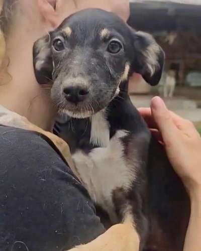 Tierschutzhunde suchen ein Zuhause-Beitrag-Bild