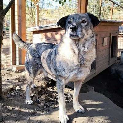 Tierschutzhunde suchen ein Zuhause-Beitrag-Bild