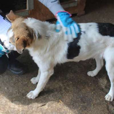 Tierschutzhunde suchen ein Zuhause-Beitrag-Bild