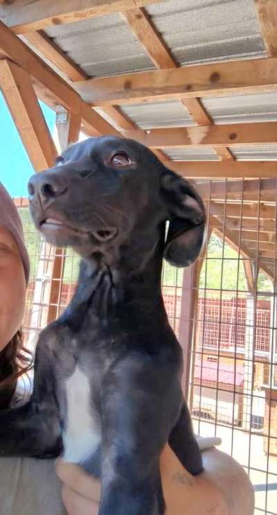 Tierschutzhunde suchen ein Zuhause-Beitrag-Bild