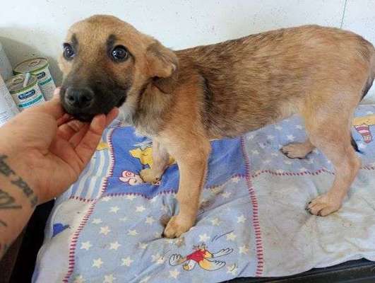 Tierschutzhunde suchen ein Zuhause-Beitrag-Bild