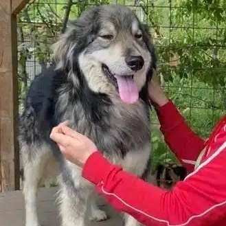 Tierschutzhunde suchen ein Zuhause-Beitrag-Bild