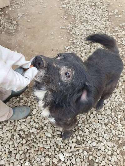 Tierschutzhunde suchen ein Zuhause-Beitrag-Bild