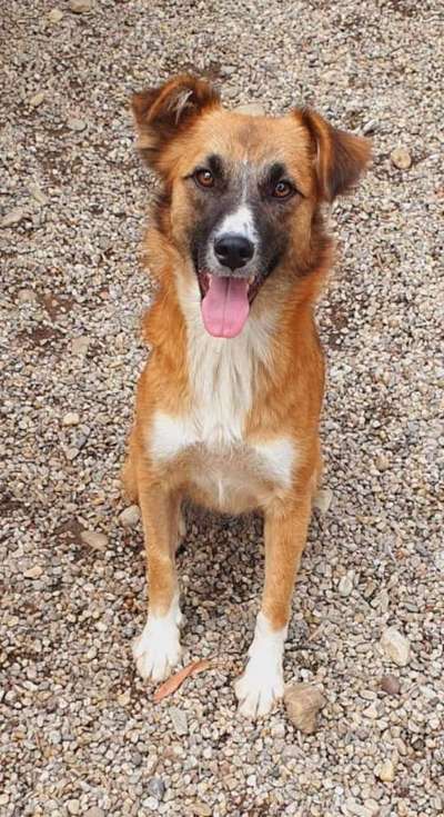 Tierschutzhunde suchen ein Zuhause-Beitrag-Bild