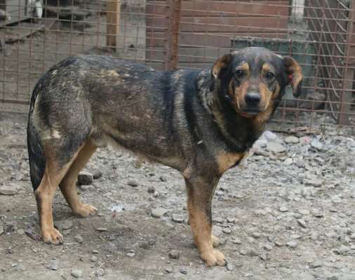 Tierschutzhunde suchen ein Zuhause-Beitrag-Bild