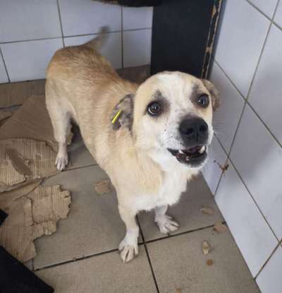 Tierschutzhunde suchen ein Zuhause-Beitrag-Bild