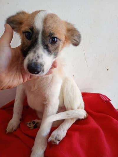 Tierschutzhunde suchen ein Zuhause-Beitrag-Bild