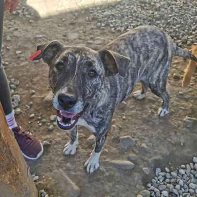 Tierschutzhunde suchen ein Zuhause-Beitrag-Bild