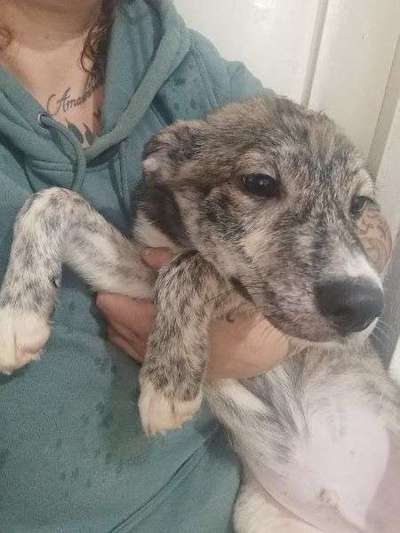 Tierschutzhunde suchen ein Zuhause-Beitrag-Bild