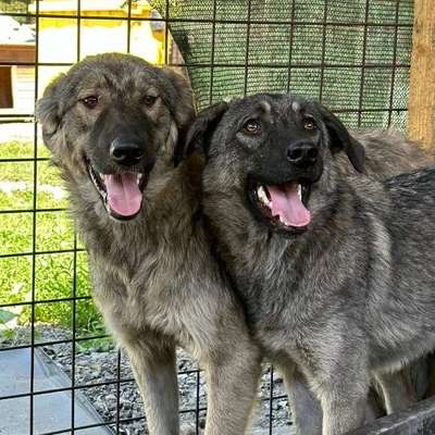 Tierschutzhunde suchen ein Zuhause-Beitrag-Bild