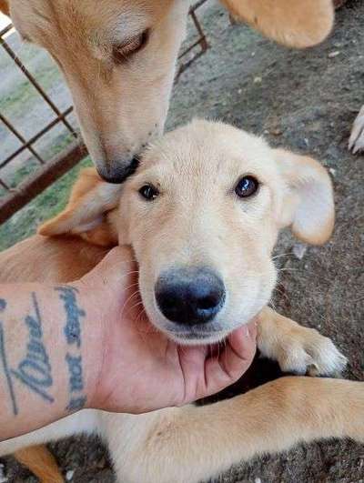 Tierschutzhunde suchen ein Zuhause-Beitrag-Bild