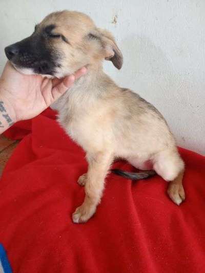 Tierschutzhunde suchen ein Zuhause-Beitrag-Bild