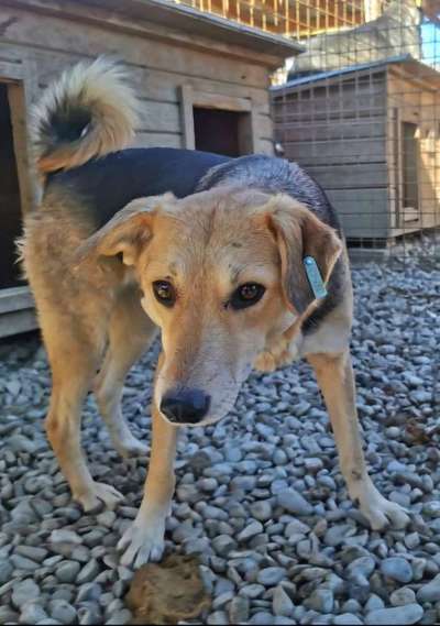 Tierschutzhunde suchen ein Zuhause-Beitrag-Bild