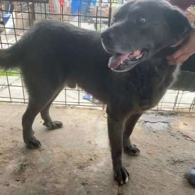 Tierschutzhunde suchen ein Zuhause-Beitrag-Bild