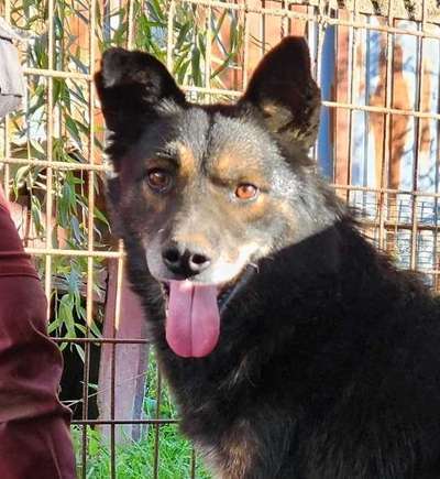 Tierschutzhunde suchen ein Zuhause-Beitrag-Bild