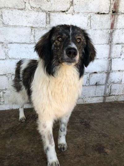 Tierschutzhunde suchen ein Zuhause-Beitrag-Bild