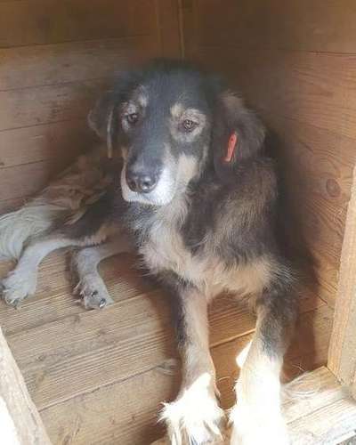 Tierschutzhunde suchen ein Zuhause-Beitrag-Bild