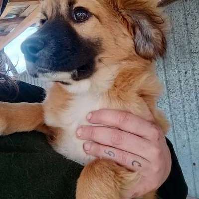 Tierschutzhunde suchen ein Zuhause-Beitrag-Bild