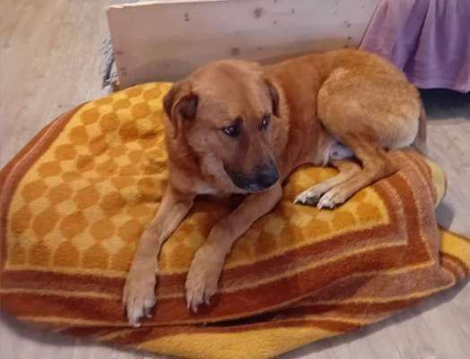 Tierschutzhunde suchen ein Zuhause-Beitrag-Bild