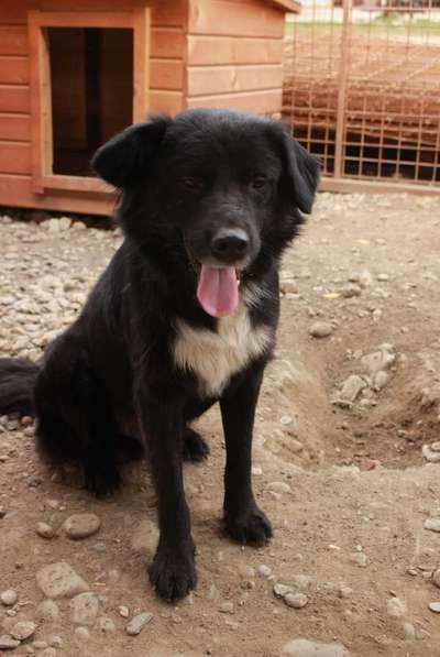 Tierschutzhunde suchen ein Zuhause-Beitrag-Bild