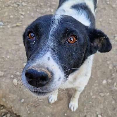 Tierschutzhunde suchen ein Zuhause-Beitrag-Bild