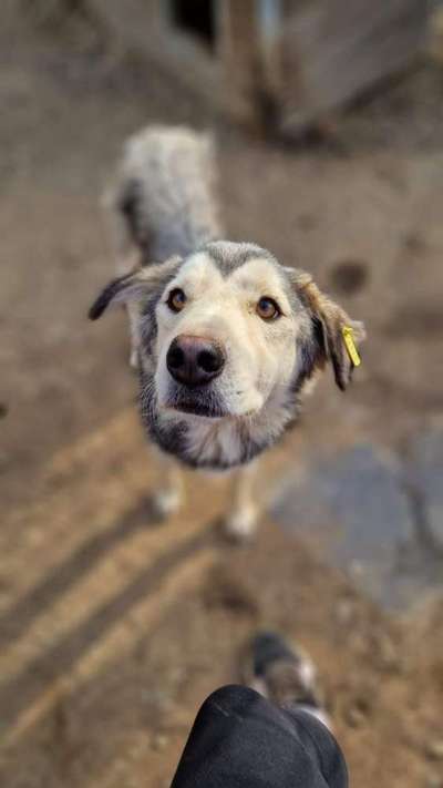 Tierschutzhunde suchen ein Zuhause-Beitrag-Bild