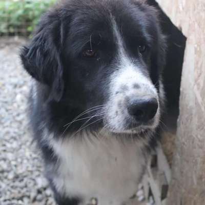 Tierschutzhunde suchen ein Zuhause-Beitrag-Bild