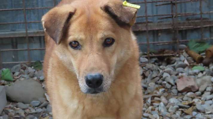 Tierschutzhunde suchen ein Zuhause-Beitrag-Bild