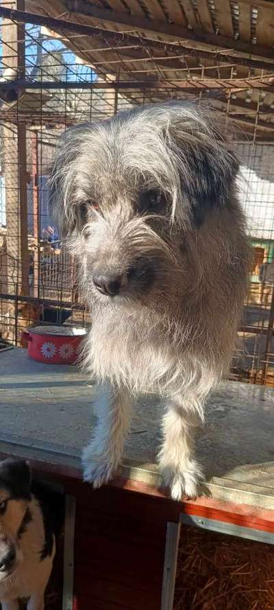 Tierschutzhunde suchen ein Zuhause-Beitrag-Bild