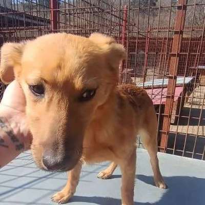 Tierschutzhunde suchen ein Zuhause-Beitrag-Bild