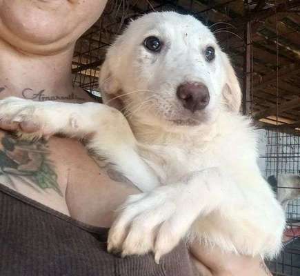 Tierschutzhunde suchen ein Zuhause-Beitrag-Bild