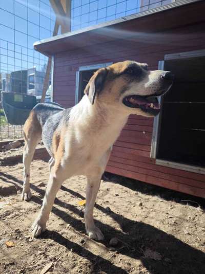 Tierschutzhunde suchen ein Zuhause-Beitrag-Bild